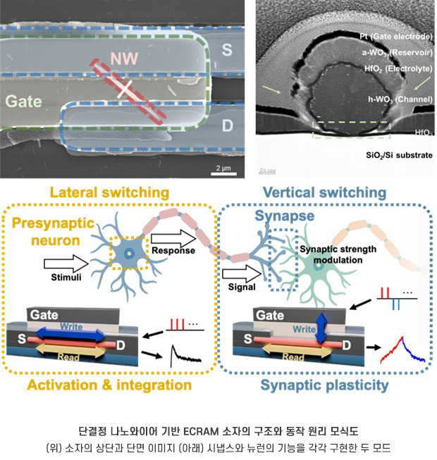 단결정 나노와이어 기반 ECRAM 소자의 구조와 동작 원리 (위)소자의 상단과 단면 이미지, (아래)시냅스와 뉴런의 기능을 각각 구현한 두 모드