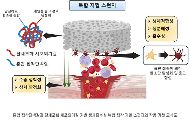 홍합 접착단백질과 탈세포화 세포외기질 기반 생체흡수성 복합 접착 지혈 스펀지의 작용 기전 모식도