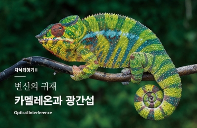 2018 겨울호 / 지식더하기 Ⅱ / 변신의 귀재 카멜레온과 광간섭