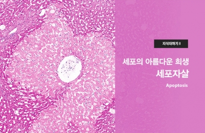 지식더하기 Ⅱ 세포의 아름다운 희생 세포자살