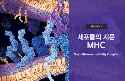 지식더하기 Ⅰ 세포들의 지문 MHC