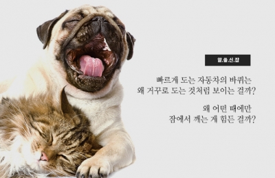 알.쓸.신.잡(빠르게 도는 자동차의 바퀴는 왜 거꾸로 도는 것처럼 보이는 걸까?, 왜 어떤 때에만 잠에서 깨는 게 힘든 걸까?)