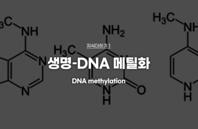 지식더하기 ① 생명–DNA 메틸화