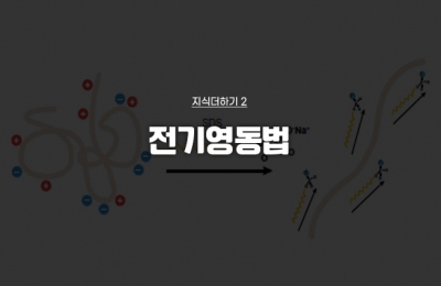 지식더하기 ② 전기영동법