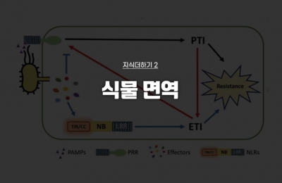 지식더하기 ② 식물 면역
