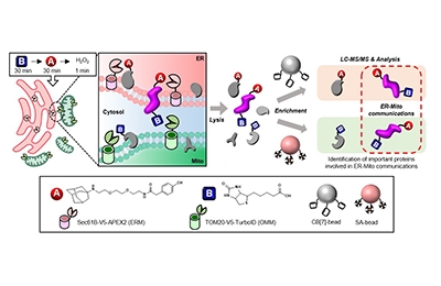 Decoding the language of cells: Unveiling the Proteins Behind Cellular Organelle Communication 관련 이미지