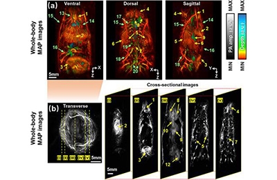 A New Paradigm in High-speed Photoacoustic Small Animal Whole-body Imaging 관련 이미지